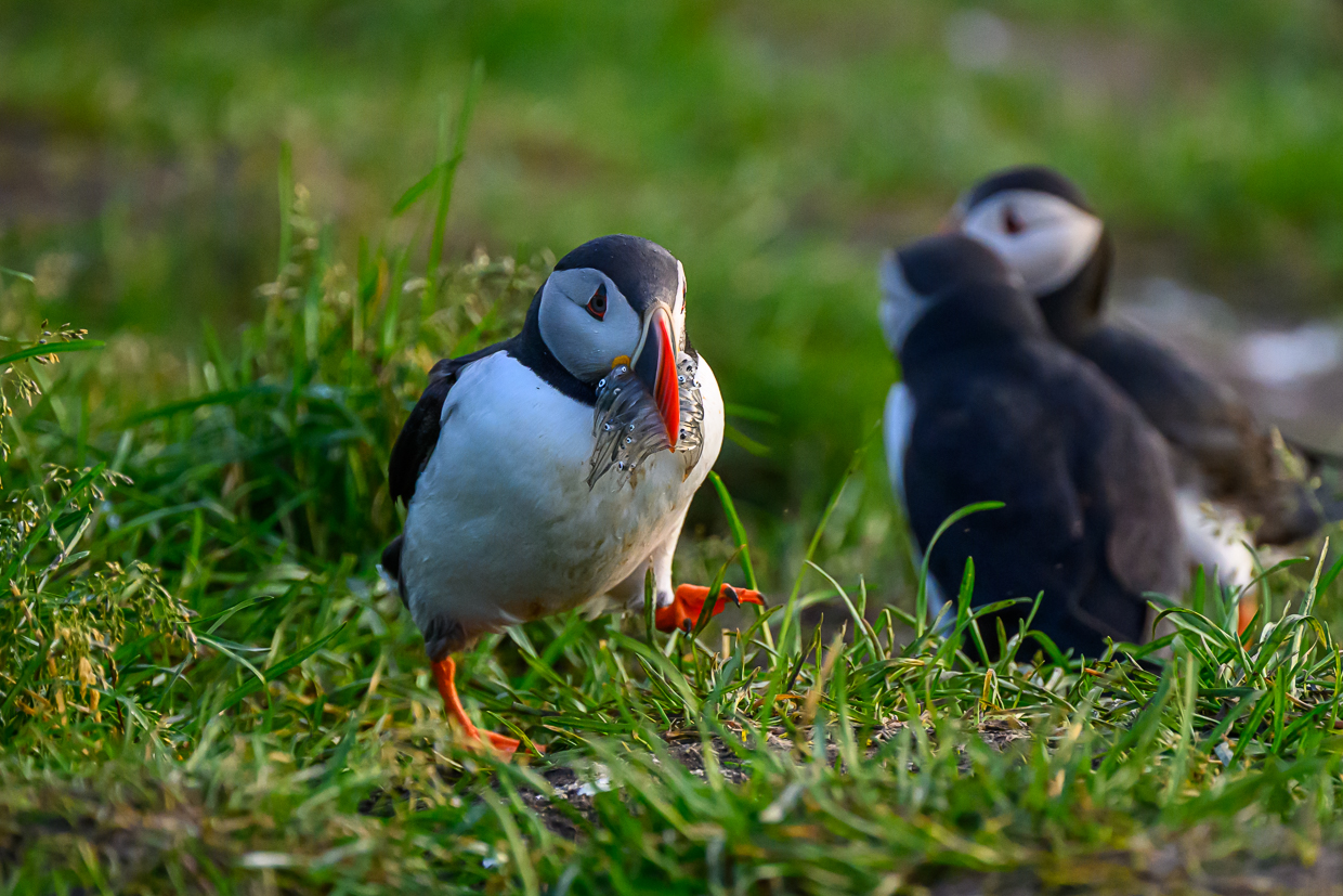 Atlantic Puffins by Sarita Yeola