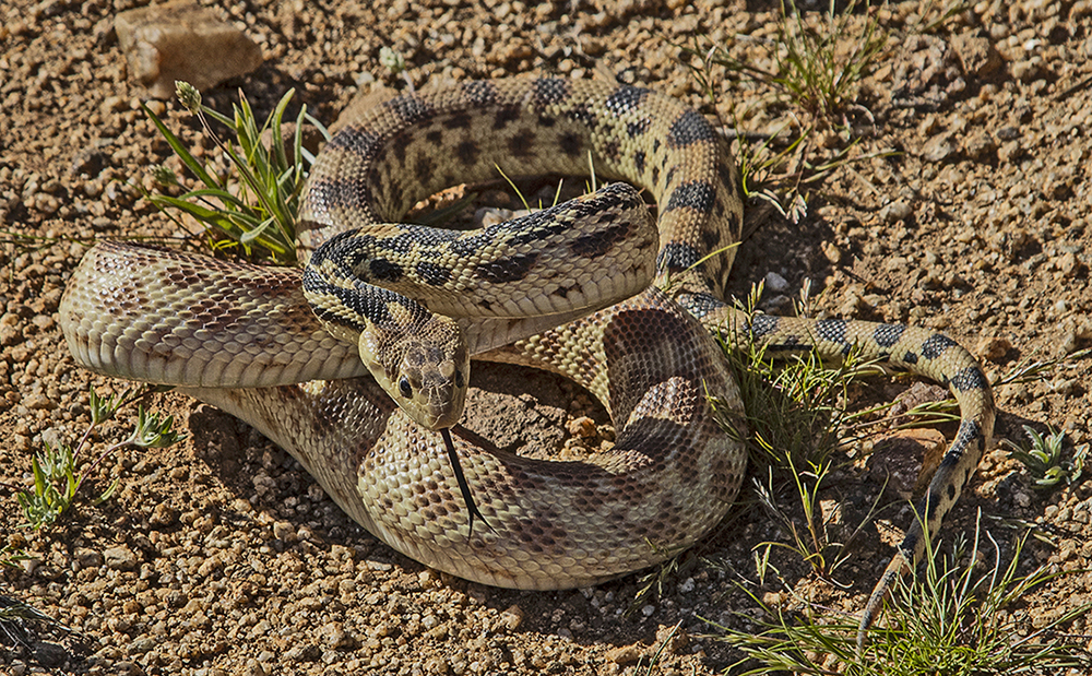 Baja Gopher Snake by Leslie Larson