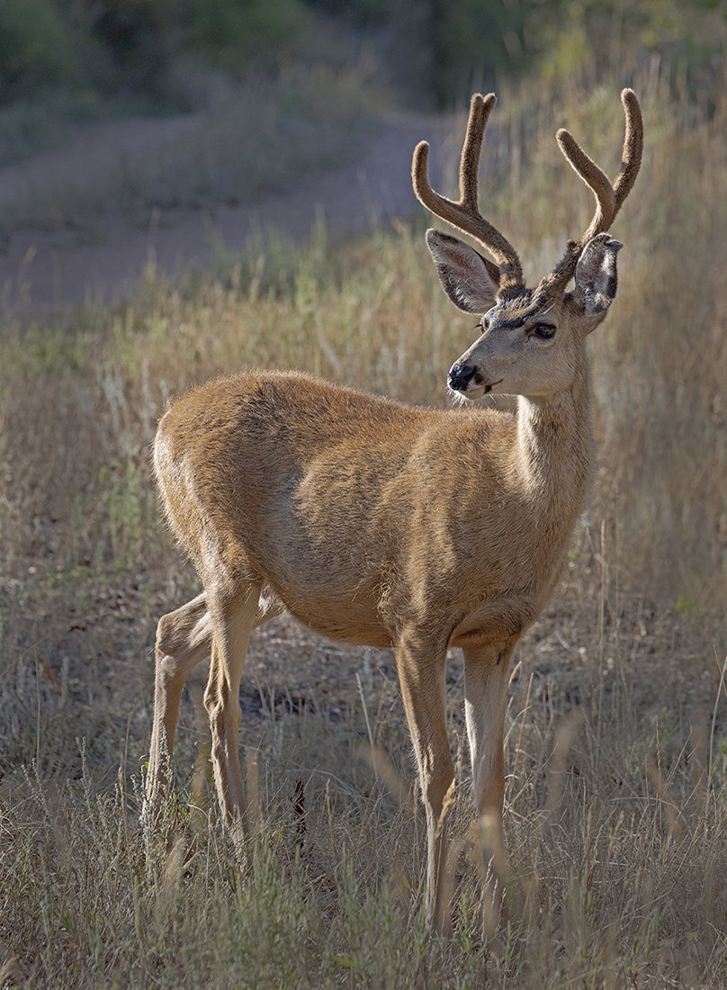 Beauty Buck in the Morning  by Leslie Larson