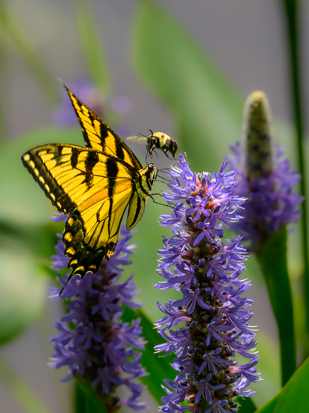   Bee and the Butterfly by Sarita Yeola