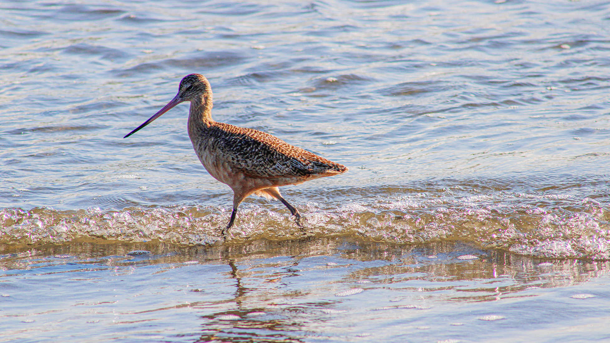 Brunch on the Bay by John Stumbos