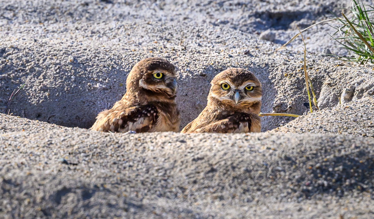 Burrowing Owls by Sarita Yeola