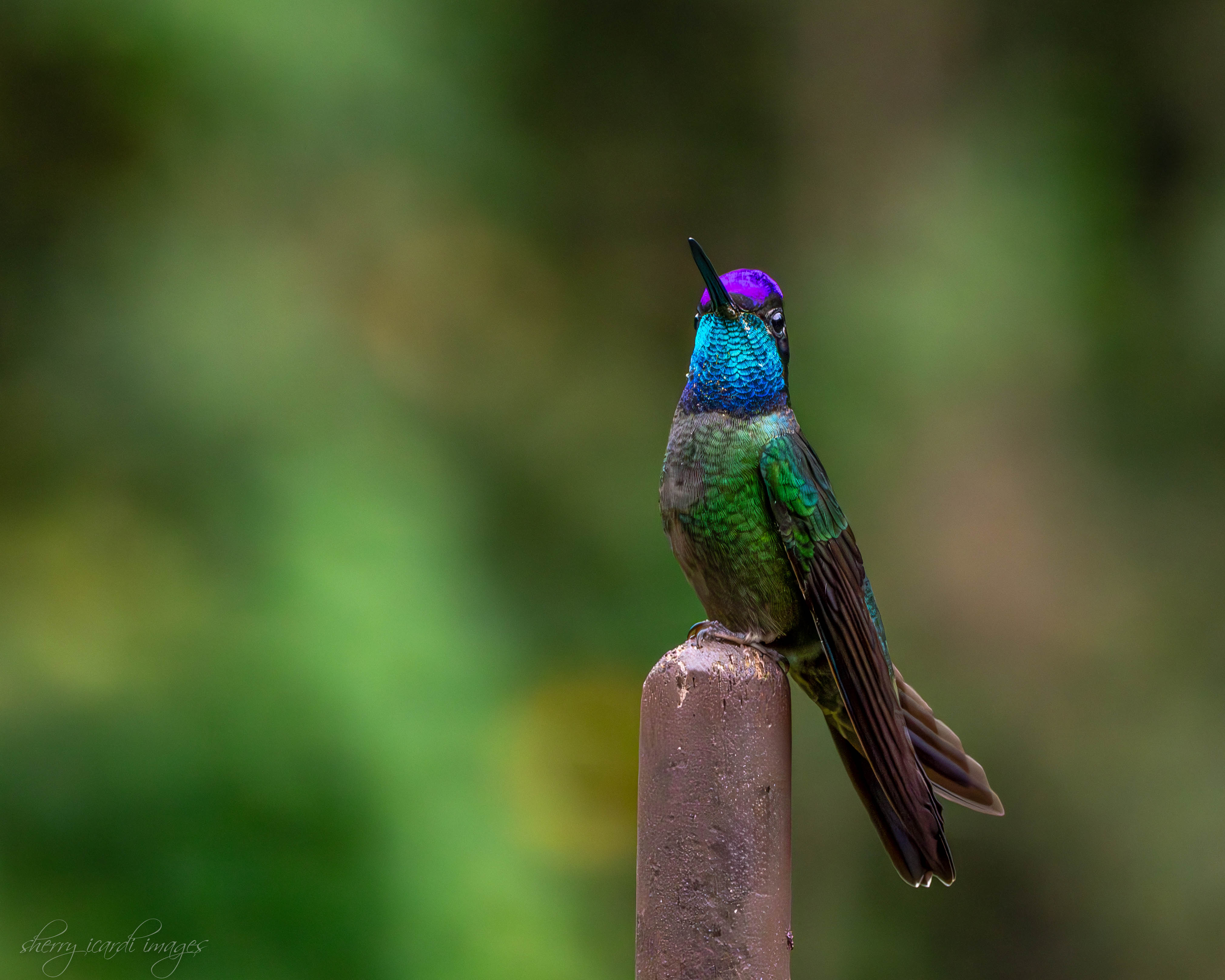 Magnificent Hummingbird by Sherry Icardi