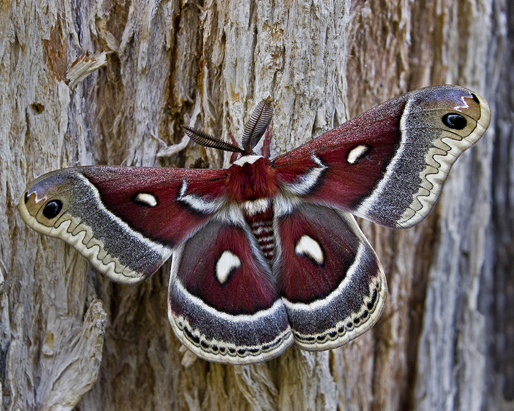 Columbia Silk Moth by Leslie Larson