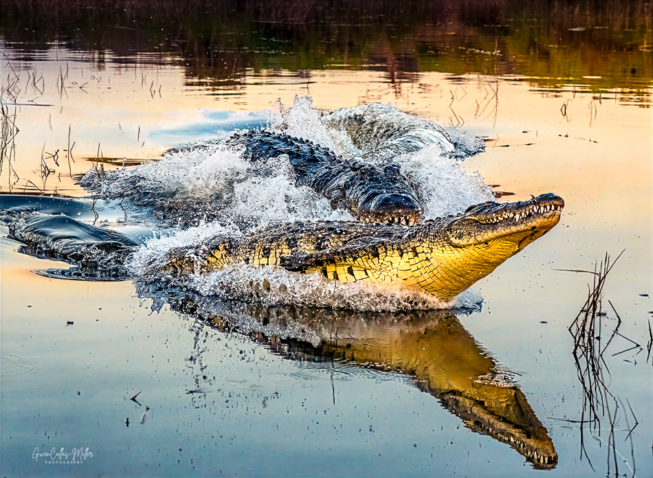  Croc Frenzy by Gwen Callas-Miller