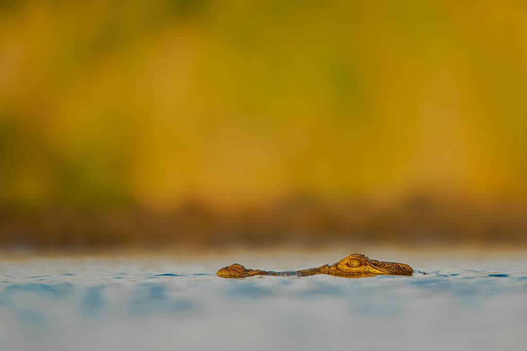 Crocodile in Lagoon South Africa by Peter Dominowski