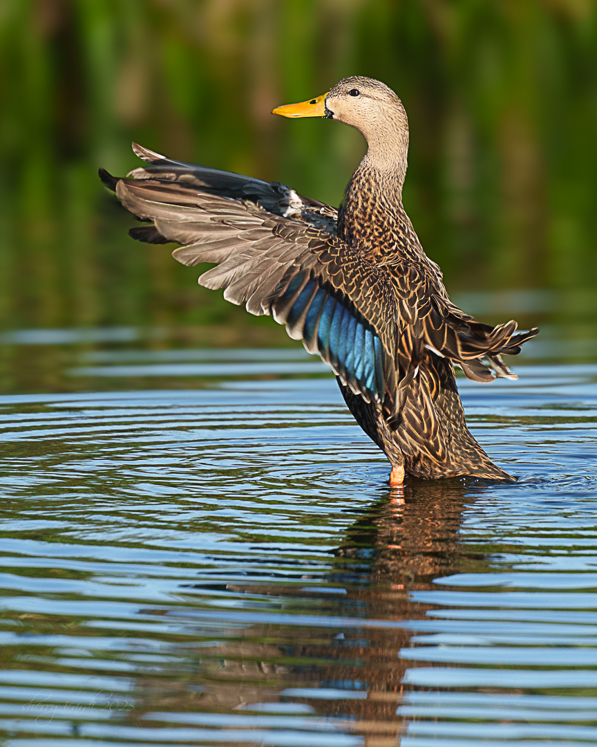 Mottled Duck Bathing