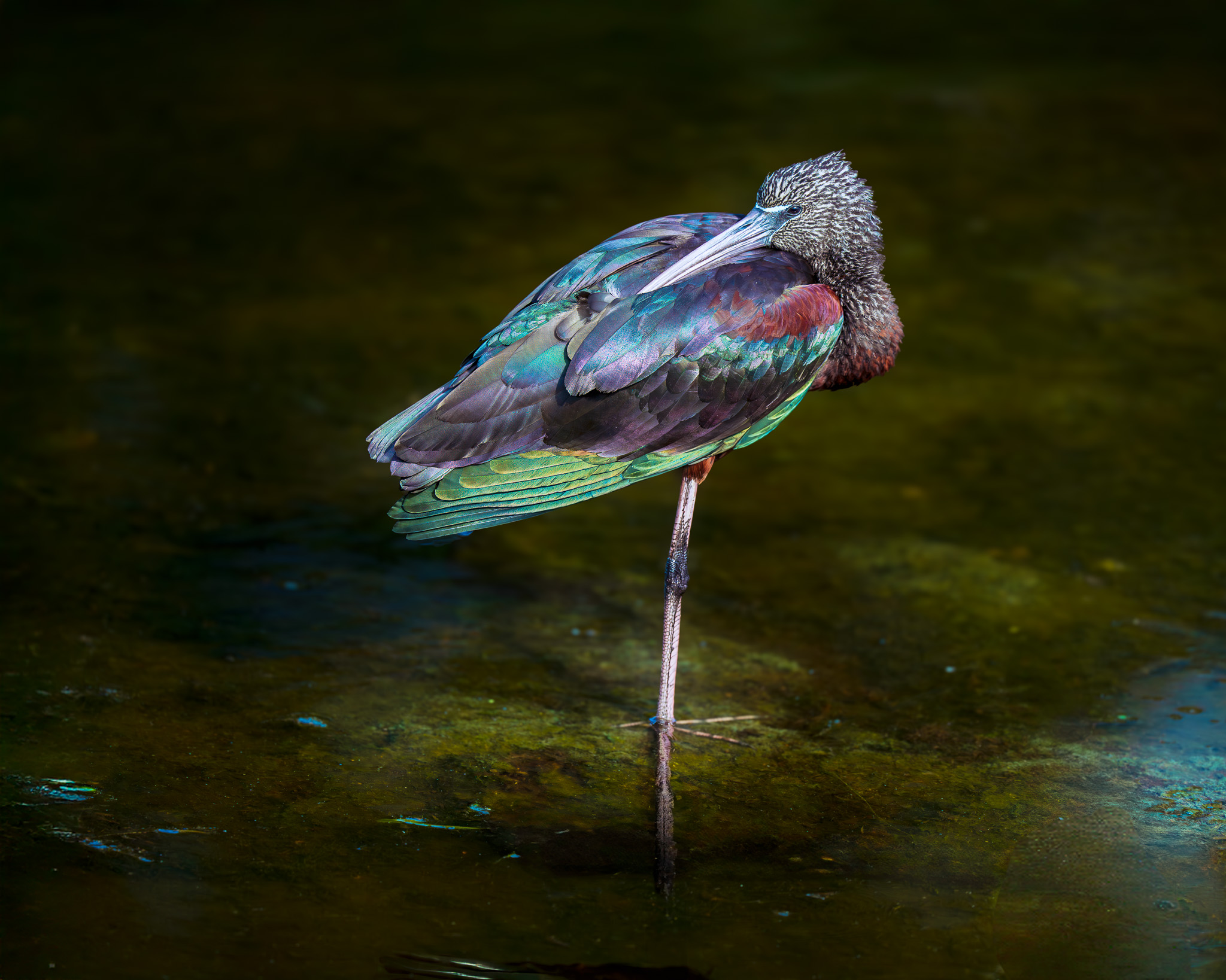 Glossy Ibis  by Sherry Icardi