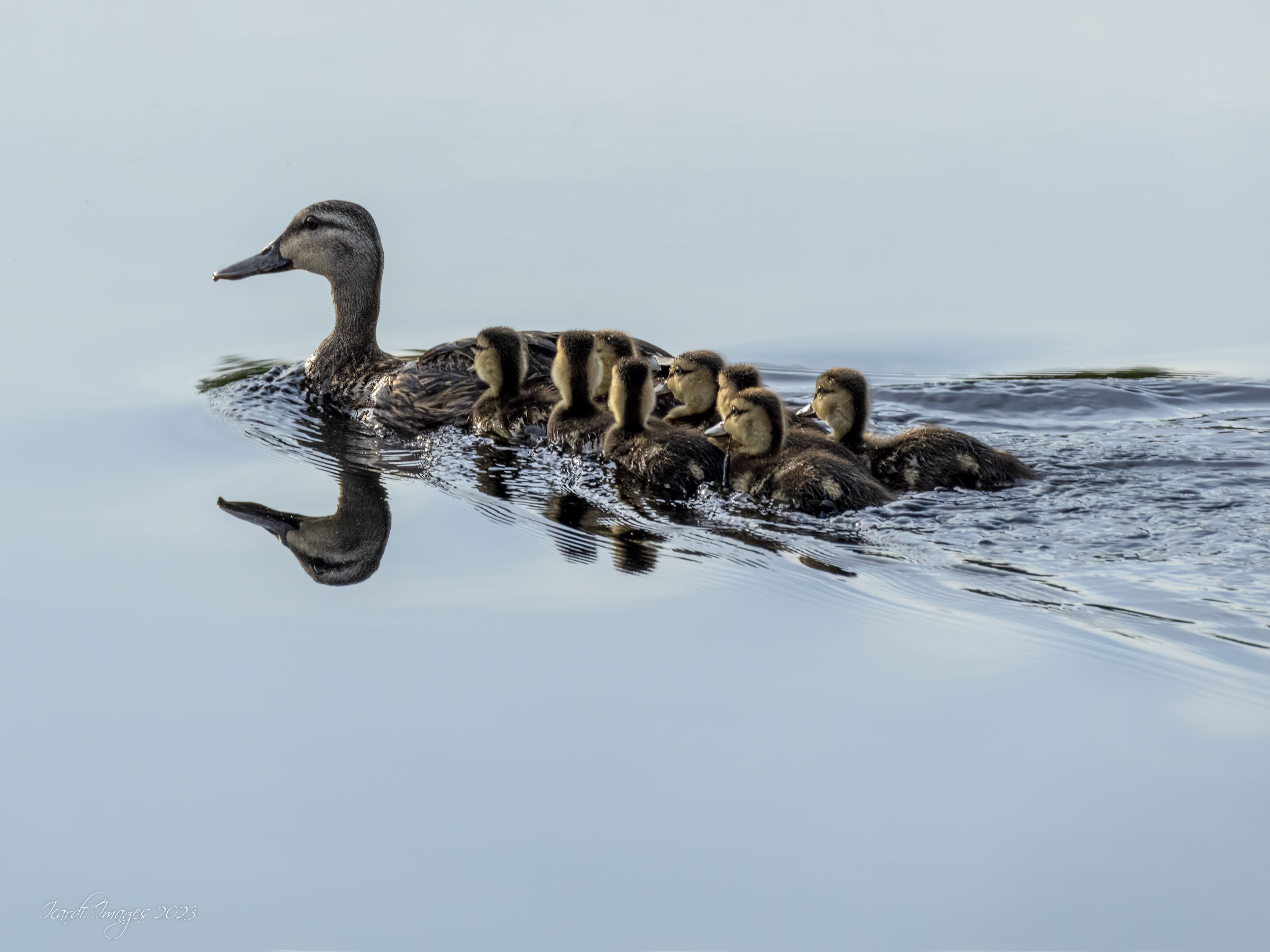 Ducks in a Row by Sherry Icardi