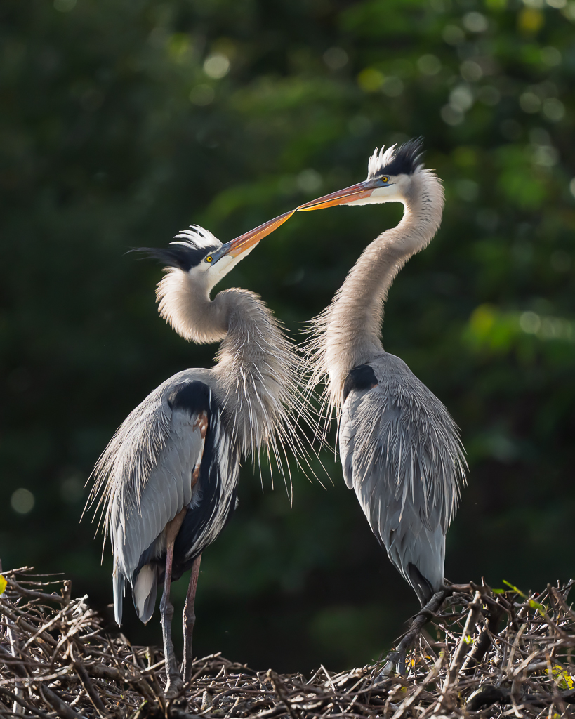 Great Blue Herons by Sherry Icardi