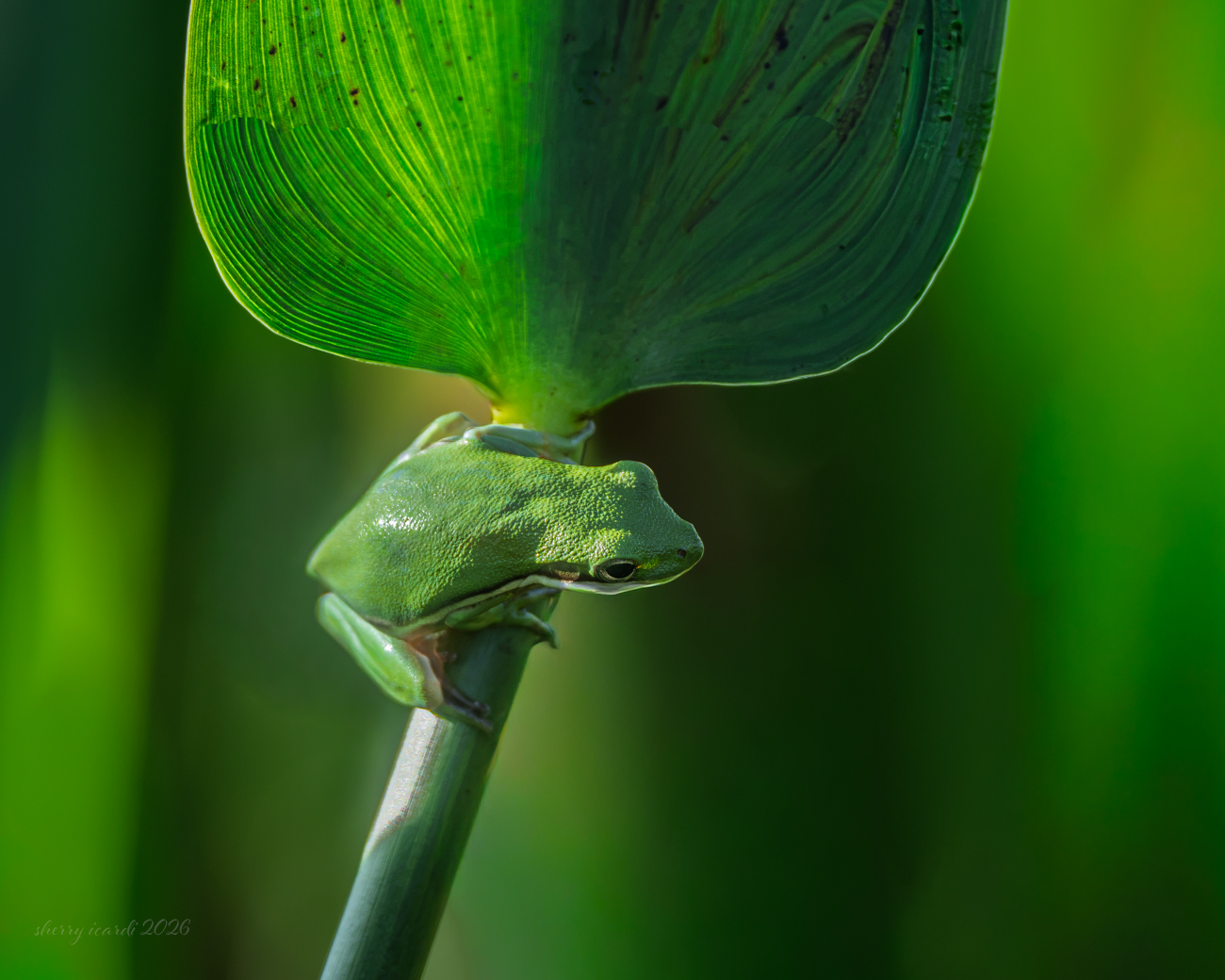 Green Overload by Sherry Icardi