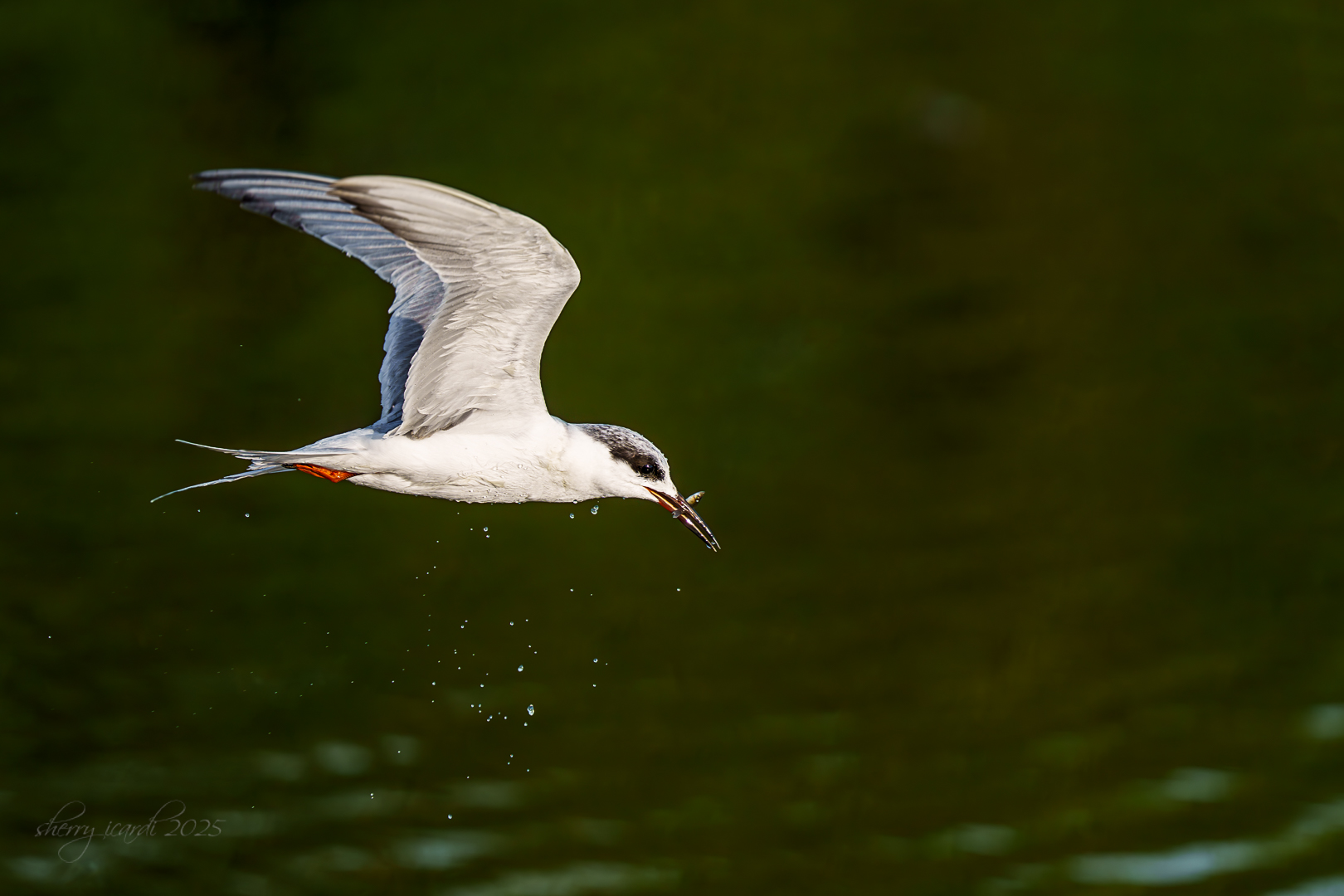 Forster Tern with Breakfast by Sherry Icardi