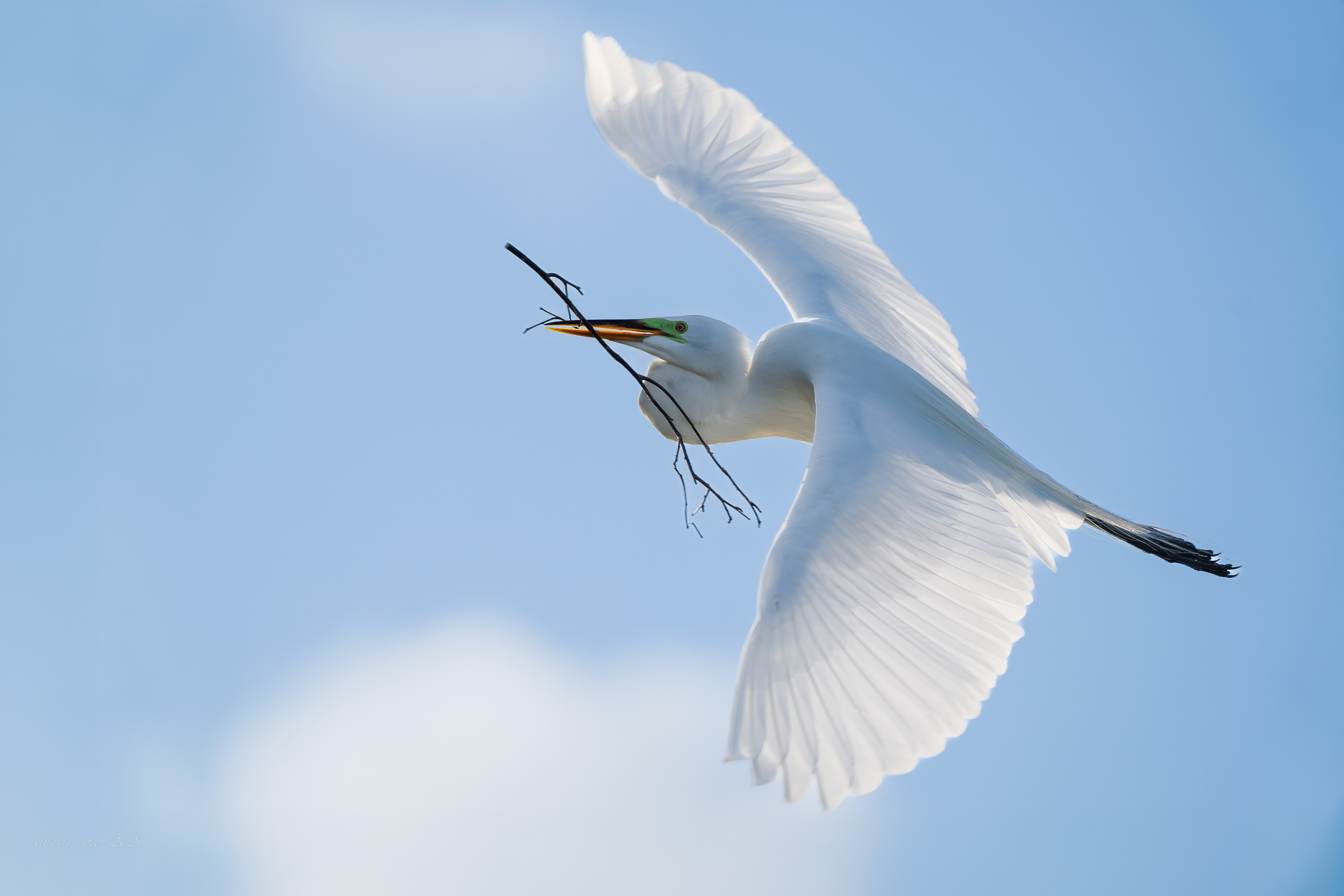 Great White Heron with Nesting Material by Sherry Icardi