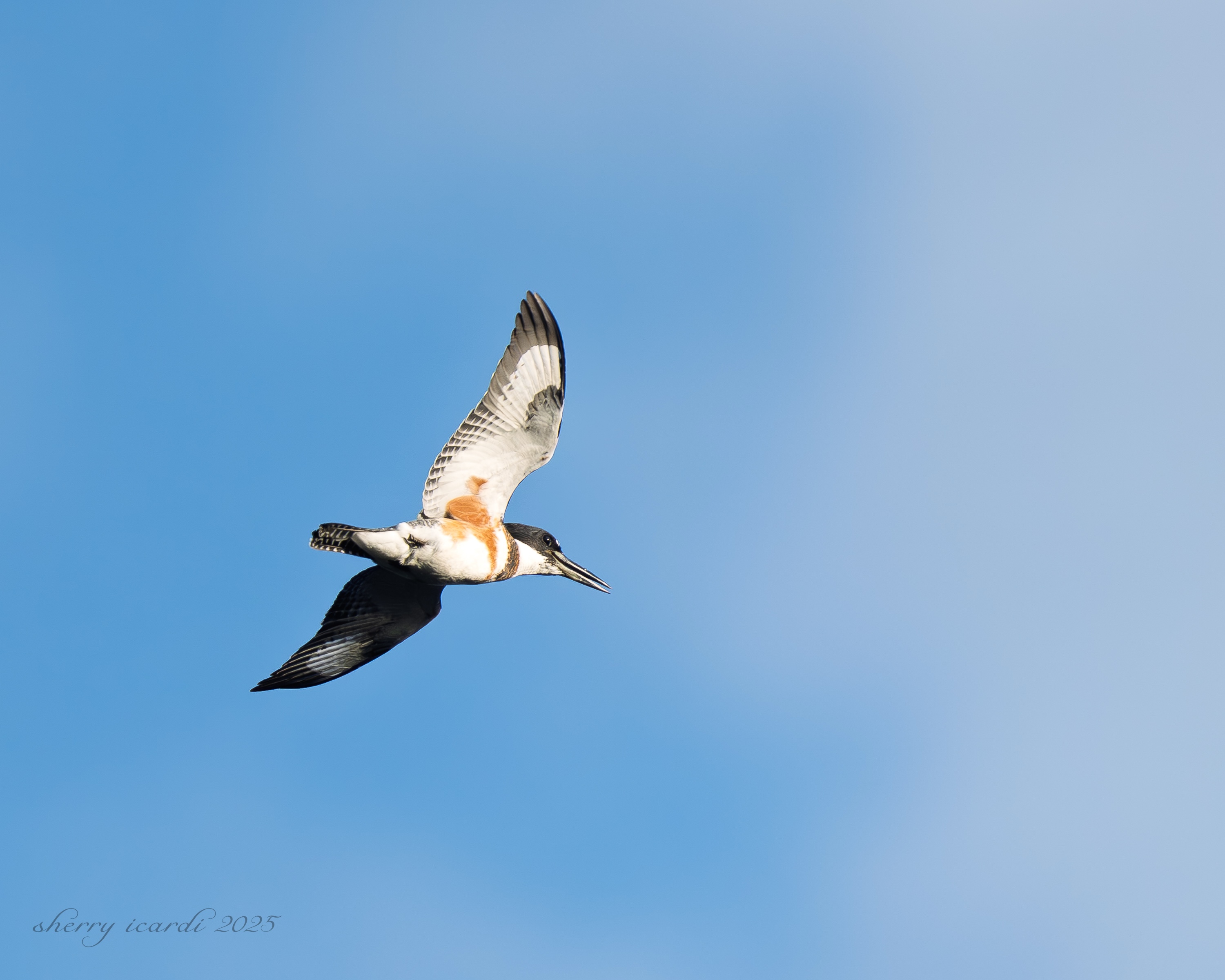 Belted Kingfisher by Sherry Icardi