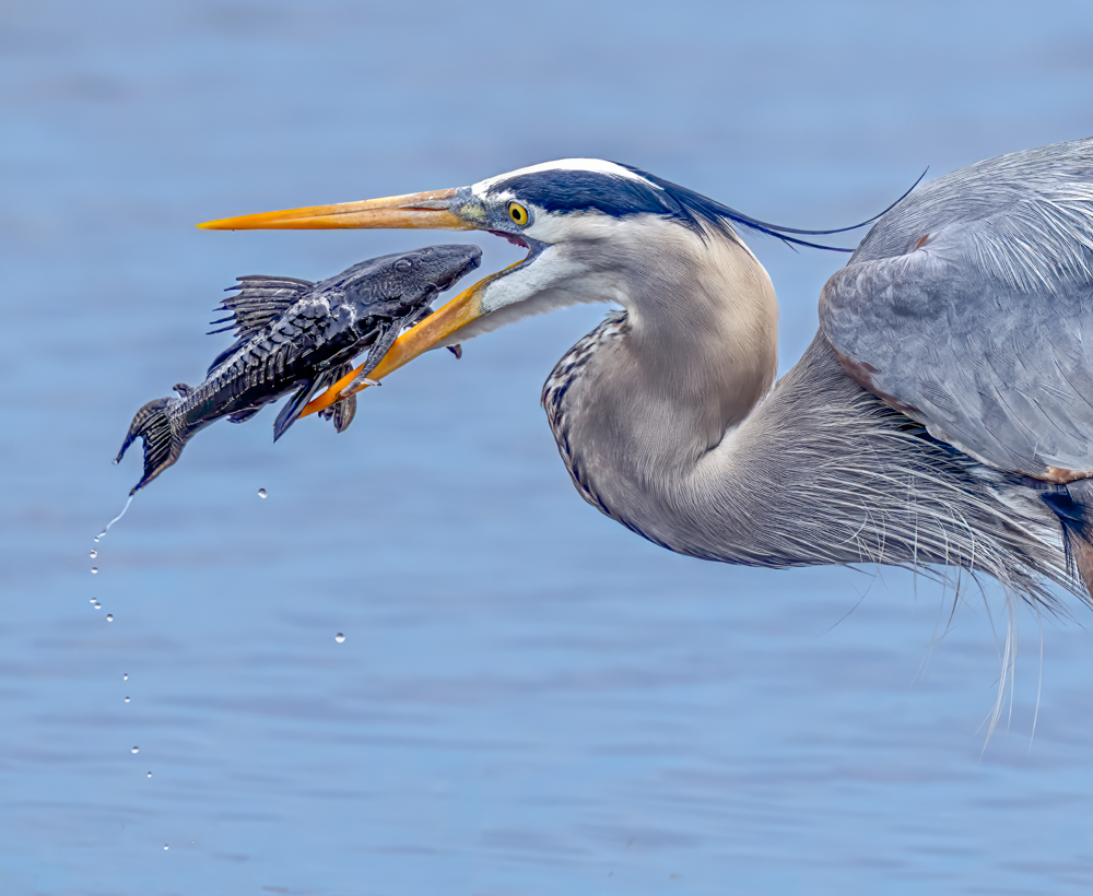 Down The Hatch by Gwen Callas-Miller