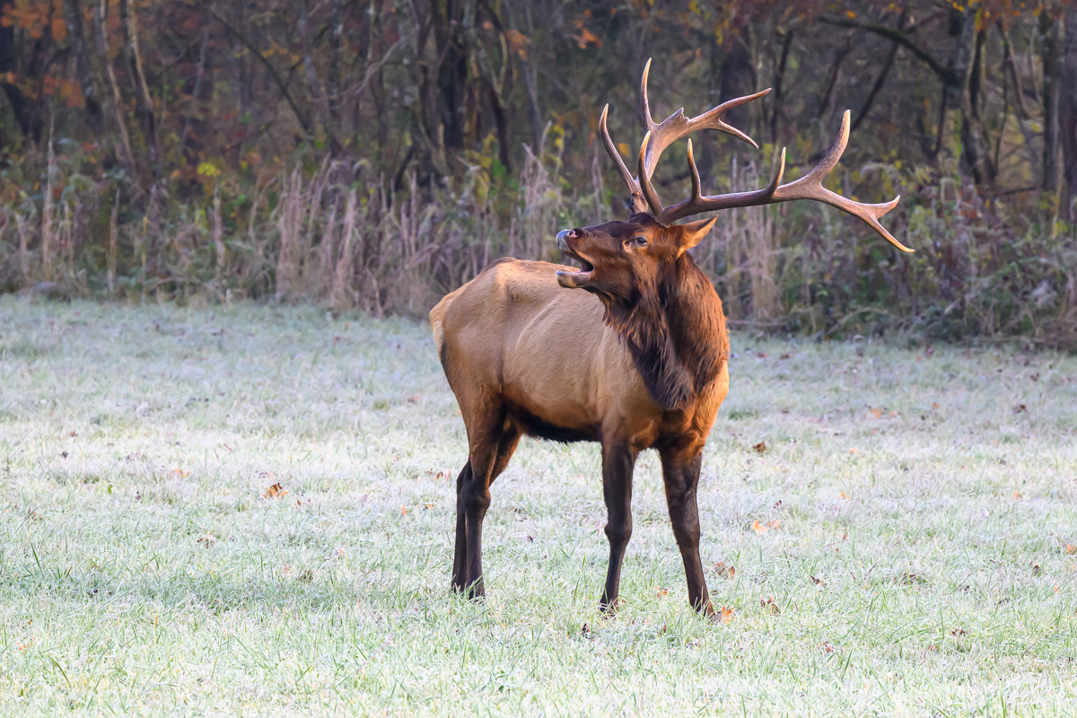 Bull Elk in Smokeys by Sarita Yeola