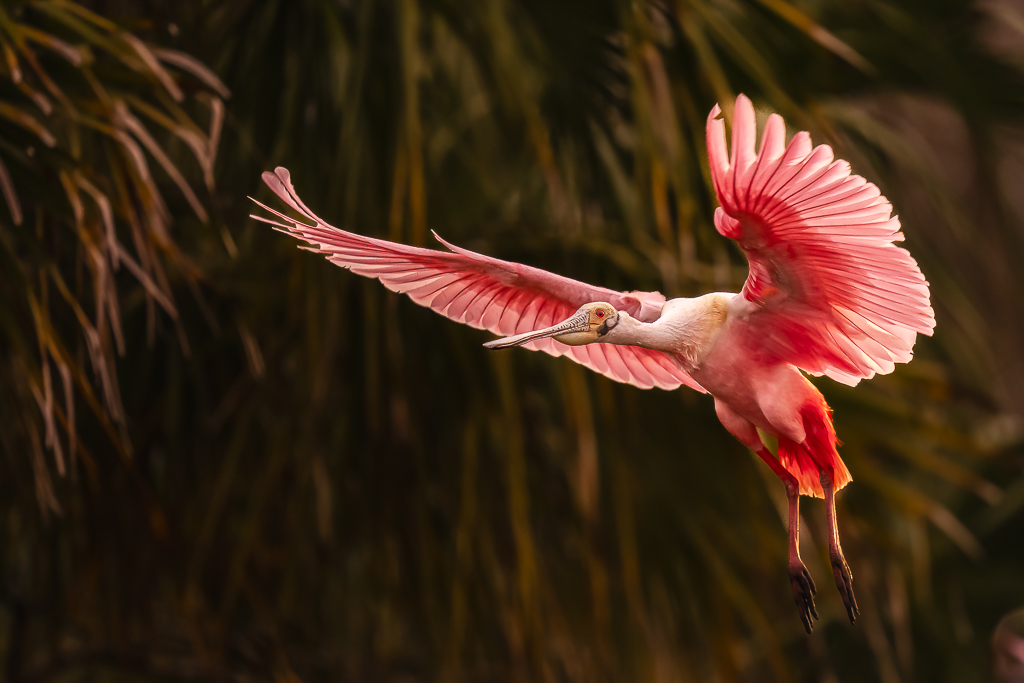 Roseate Spoonbill Wingspread by Peter Dominowski