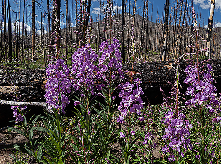 Fireweed- Post Fire by Leslie Larson