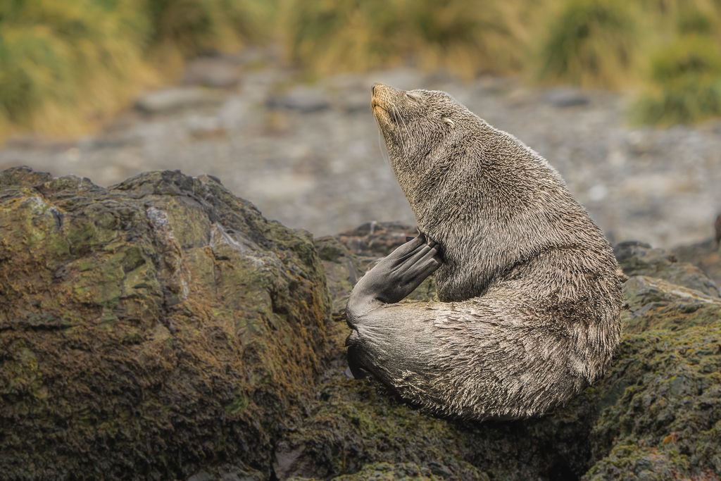 Fur Seal Golden Harbour by Peter Dominowski