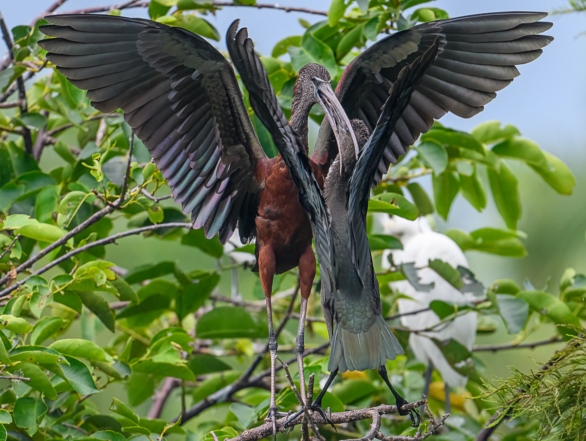 Glossy Ibis by Sarita Yeola
