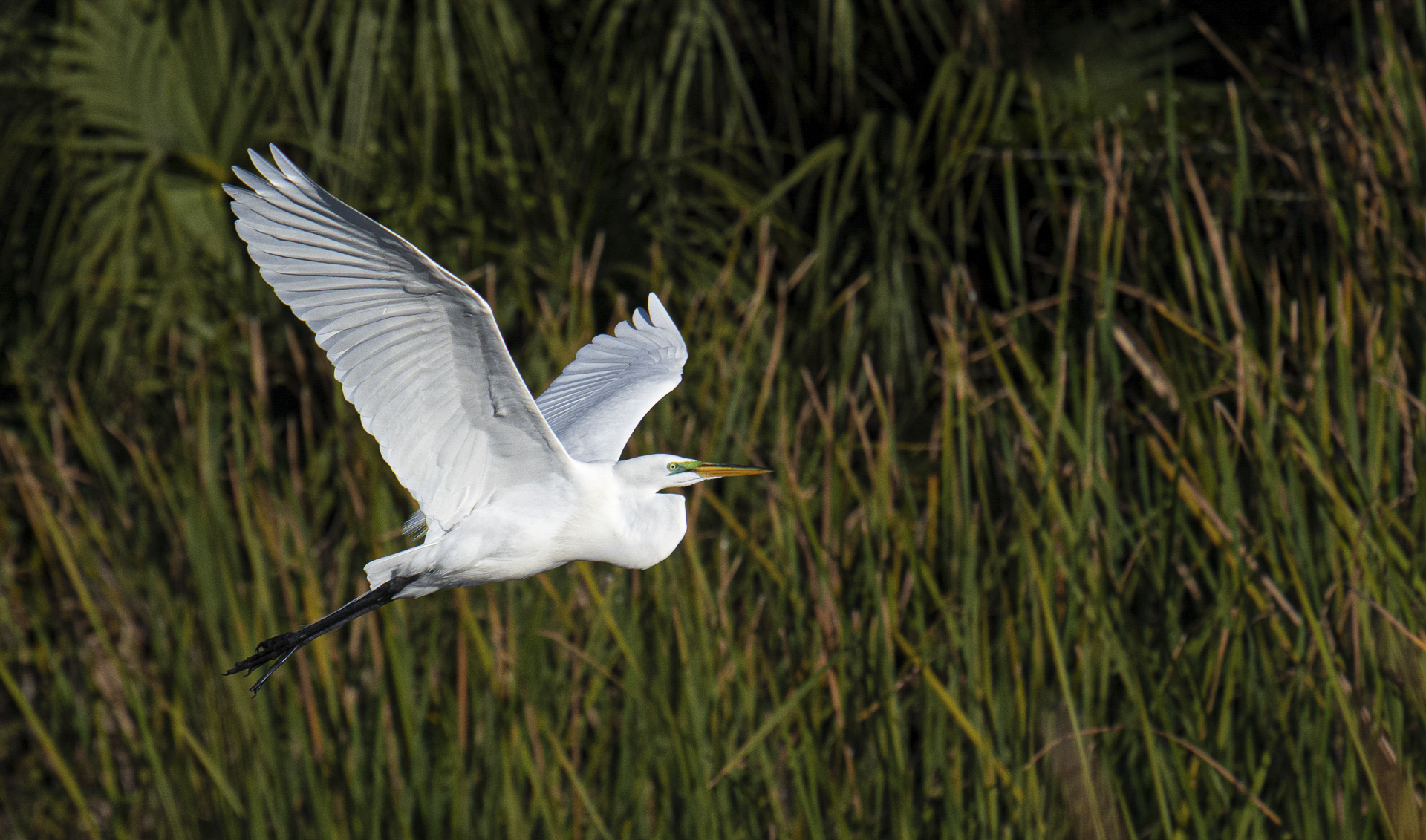 Great Egret in Flight by Peter Dominowski