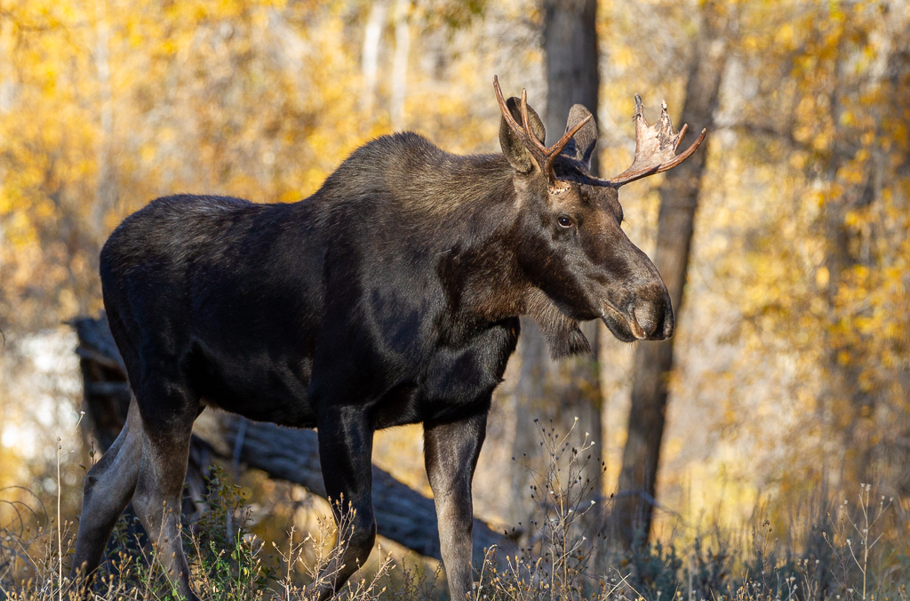 Gros Ventre River Moose by Mark Diaz