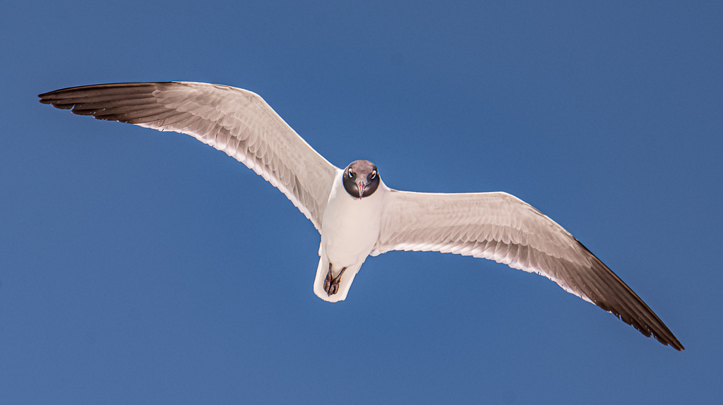 Laughing Gull On The Wing by Peter Dominowski