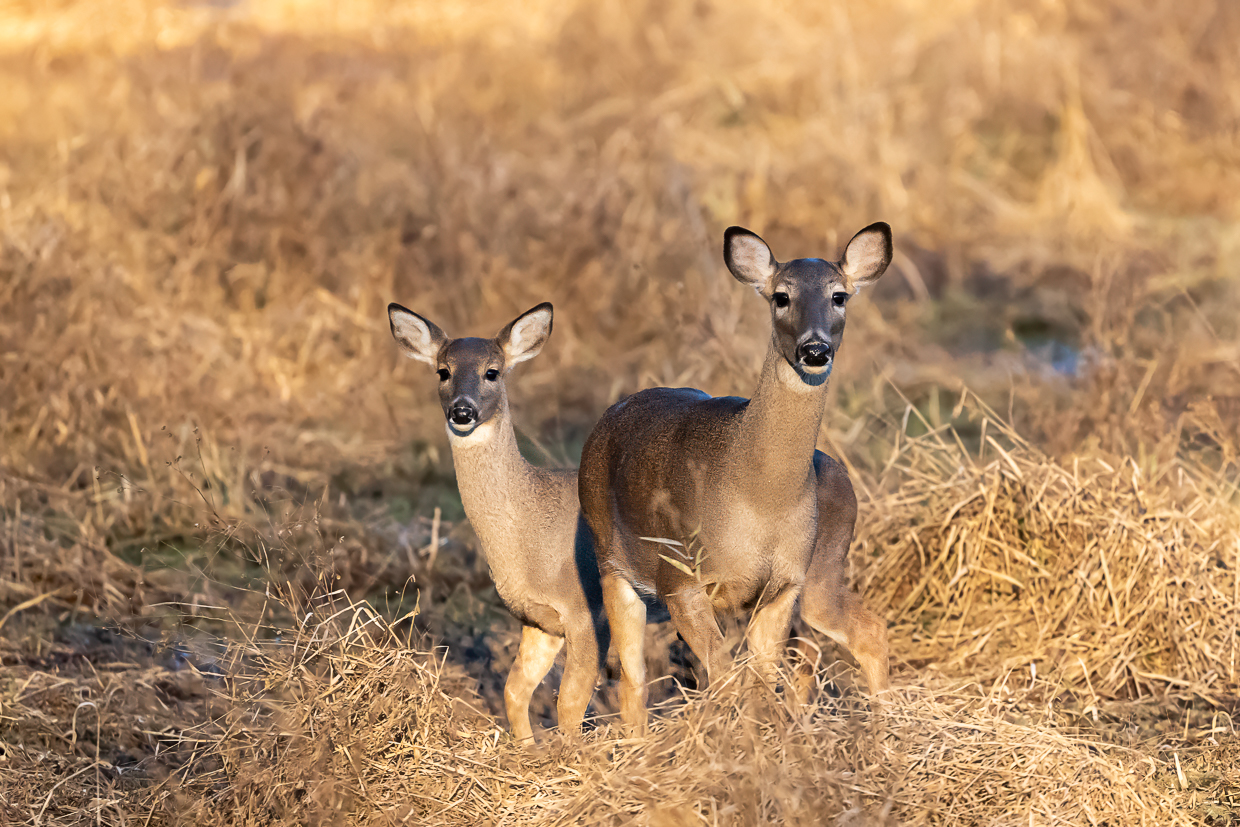 Look towards the Camera, Mama by Sarita Yeola