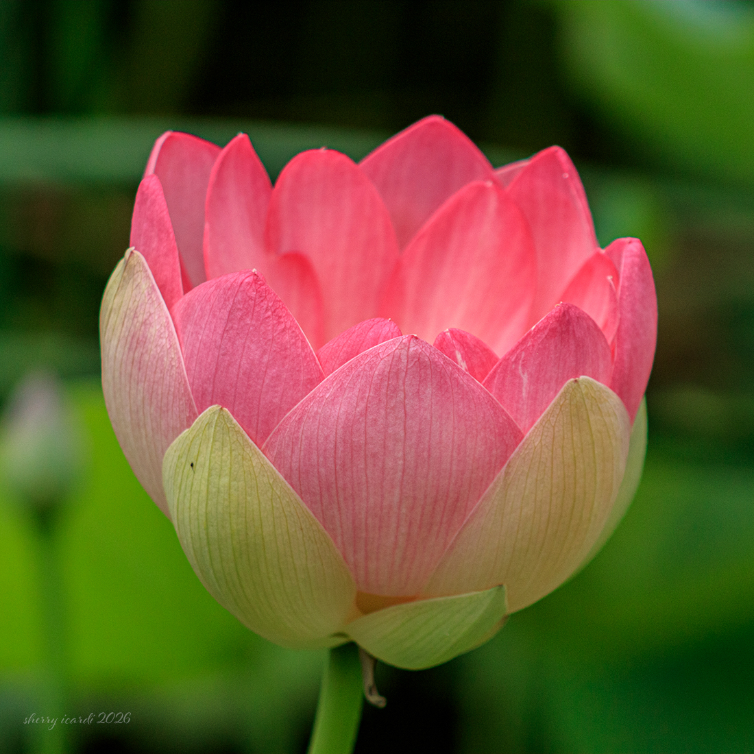 Lotus Flower