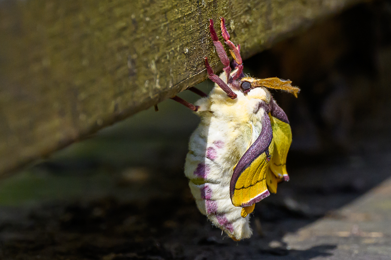 April 2026 - Sarita Yeola