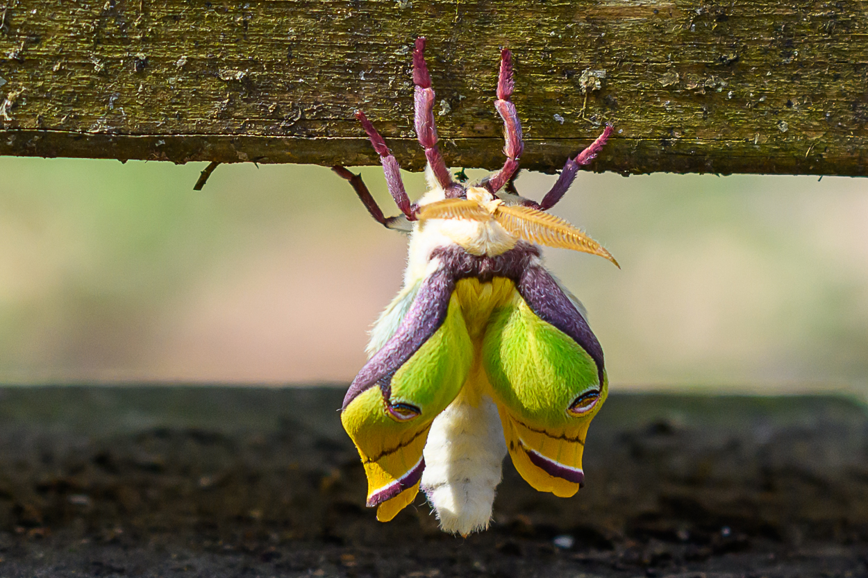 Luna Moth by Sarita Yeola