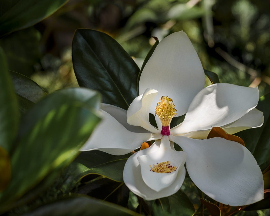 Magnolia by Judy Haran