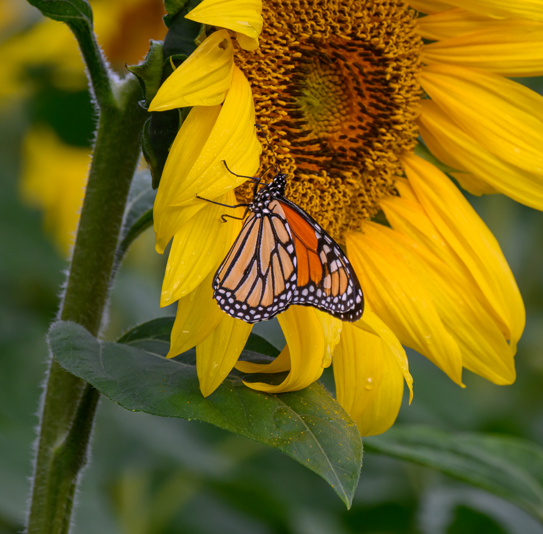 Monarch on Sunflower by Sarita Yeola