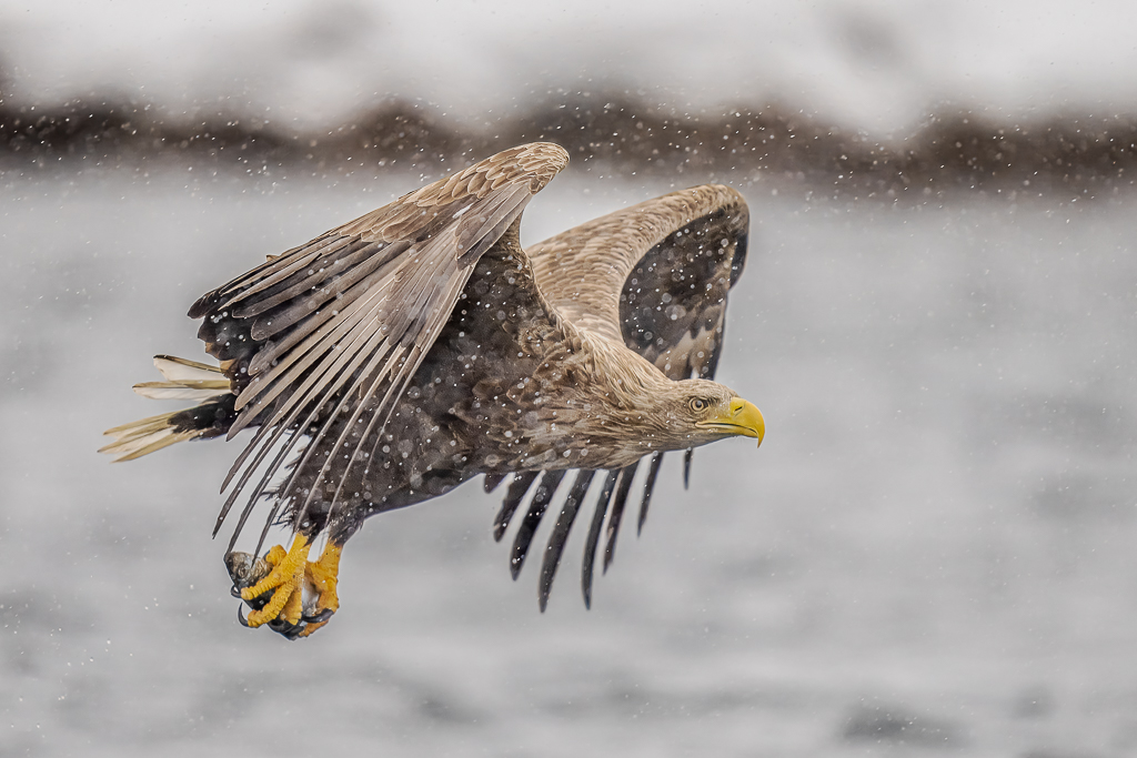 Nor Sea Eagle Fish by Peter Dominowski