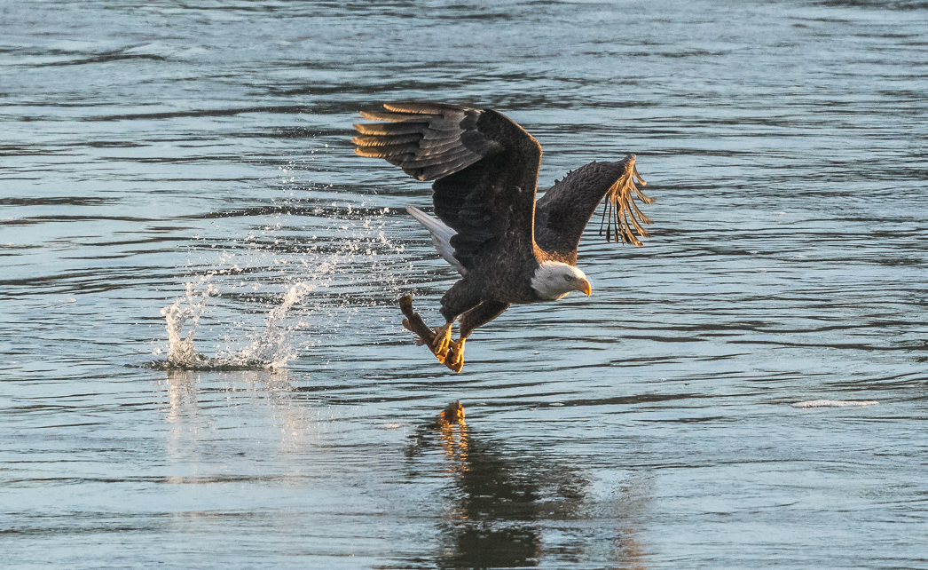 Eagle  at Conowingo Dam by Judy Haran