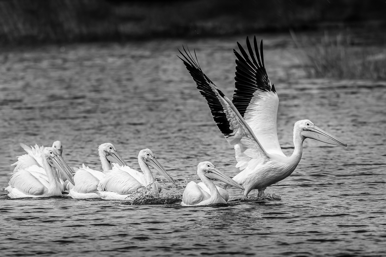 White Pelicans by Judy Haran