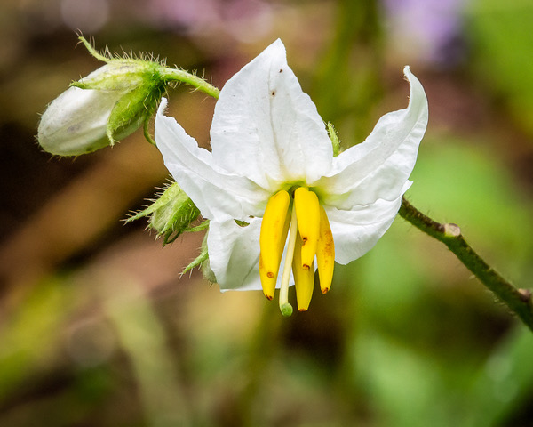 Horse Nettle, a Flower to Photographers by Donald Dunn