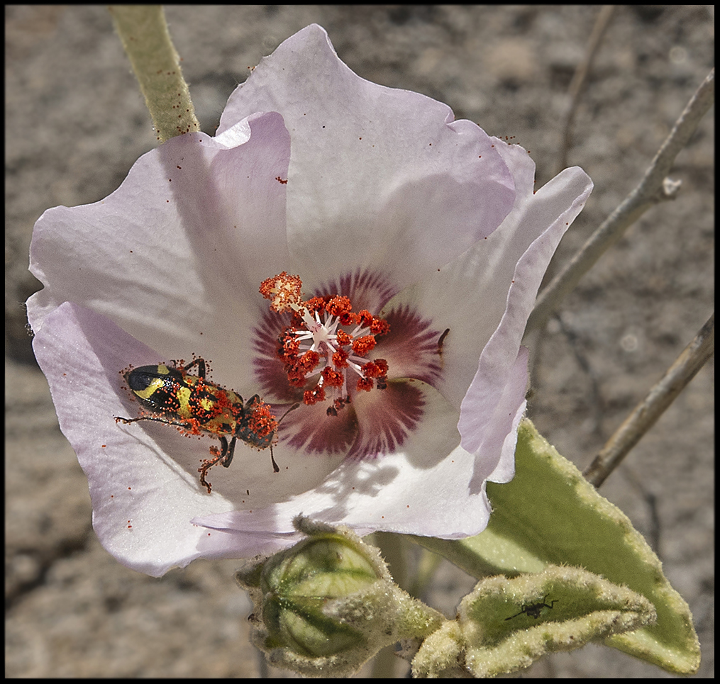 Pretty Pollinator by Leslie Larson