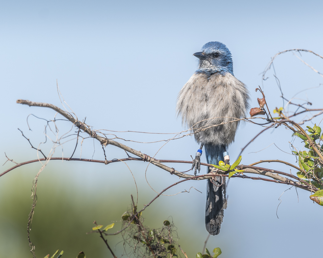 Puffed Up by Judy Haran