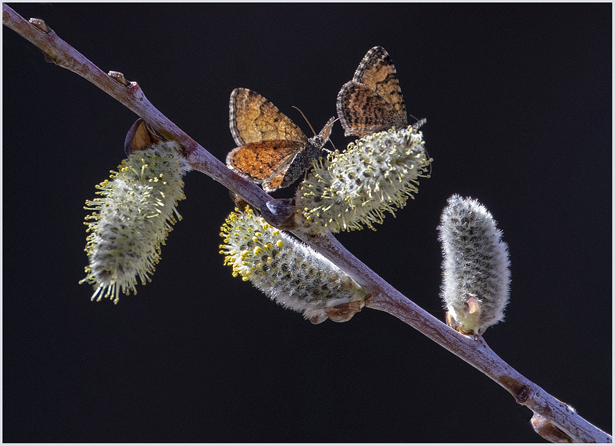 Pussy Willows with Pollinators by Leslie Larson