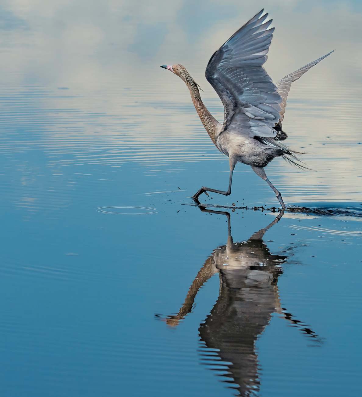 Reddish Egret Dancing on Water,  Merritt Island National Wildlife Refuge, FL. by Gwen Callas-Miller