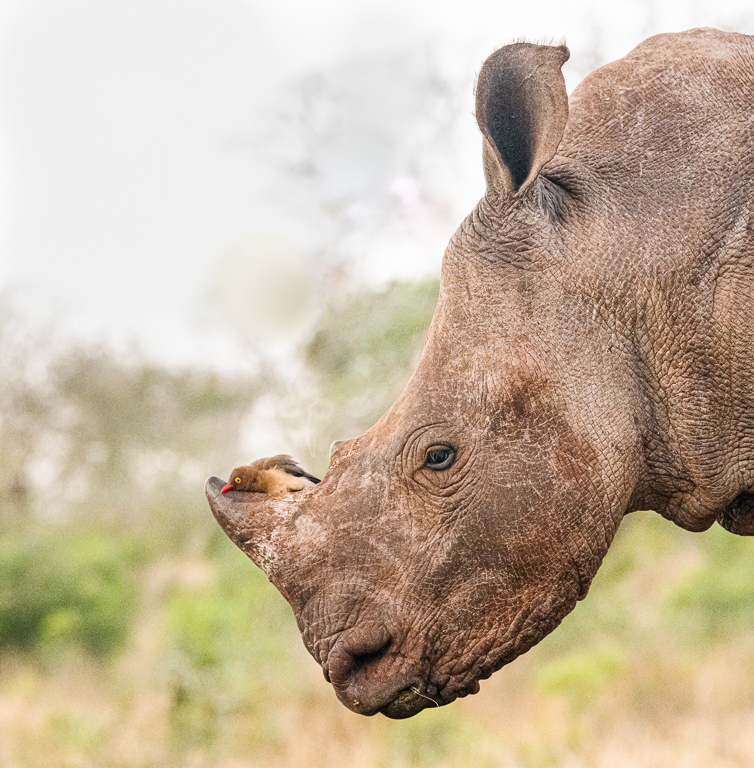Rhino Oxpecker by Peter Dominowski