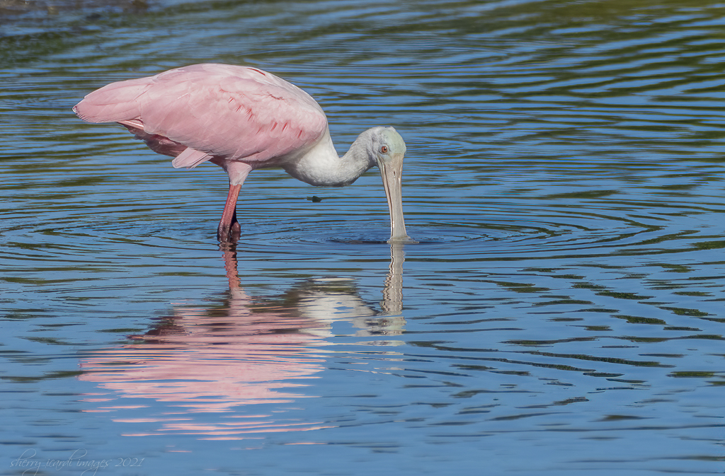 Roseate Spoonbill  by Sherry Icardi