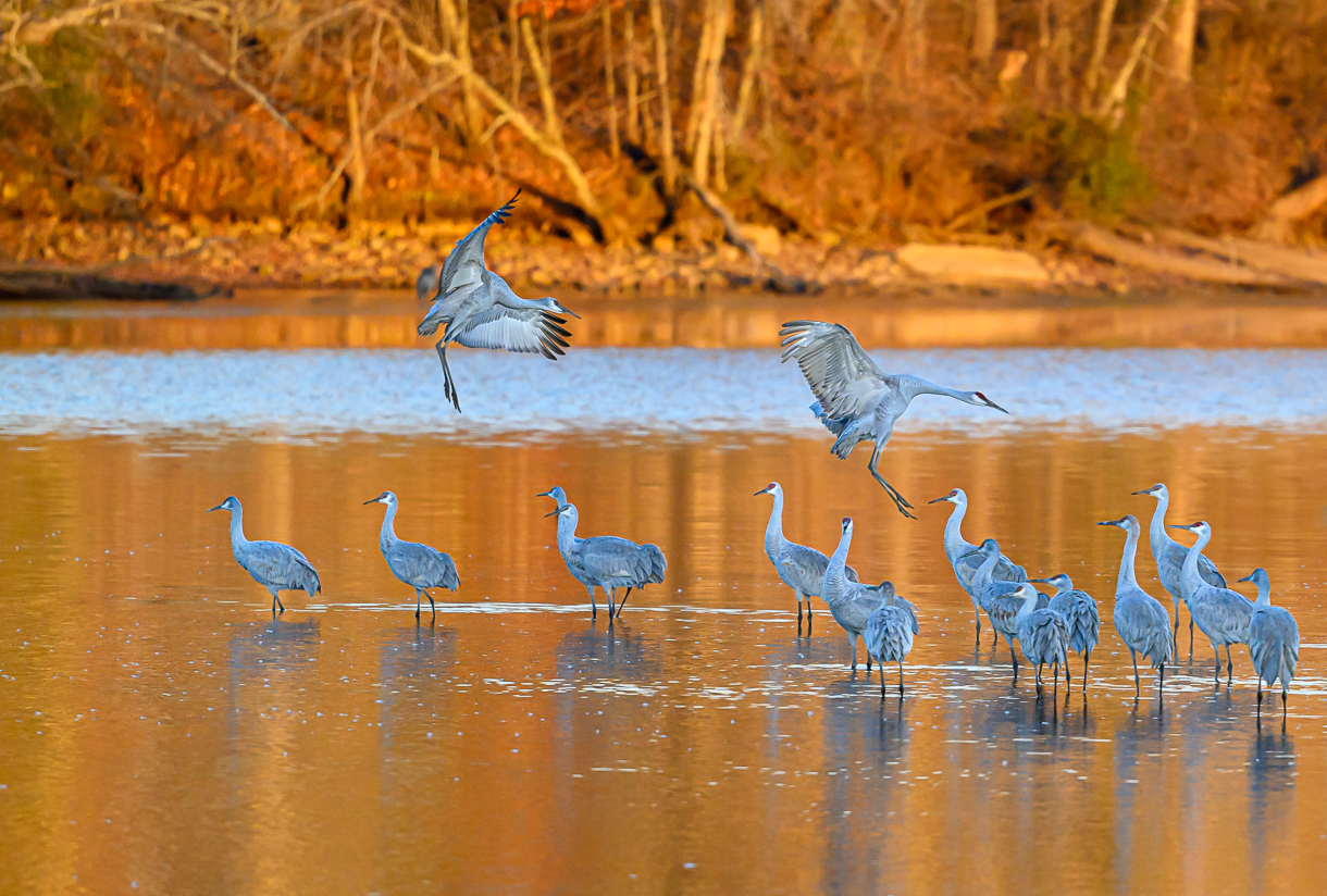 Sandhill Cranes Arrival