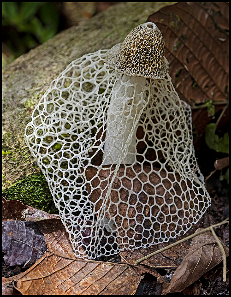 Veiled Stinkhorn by Leslie Larson