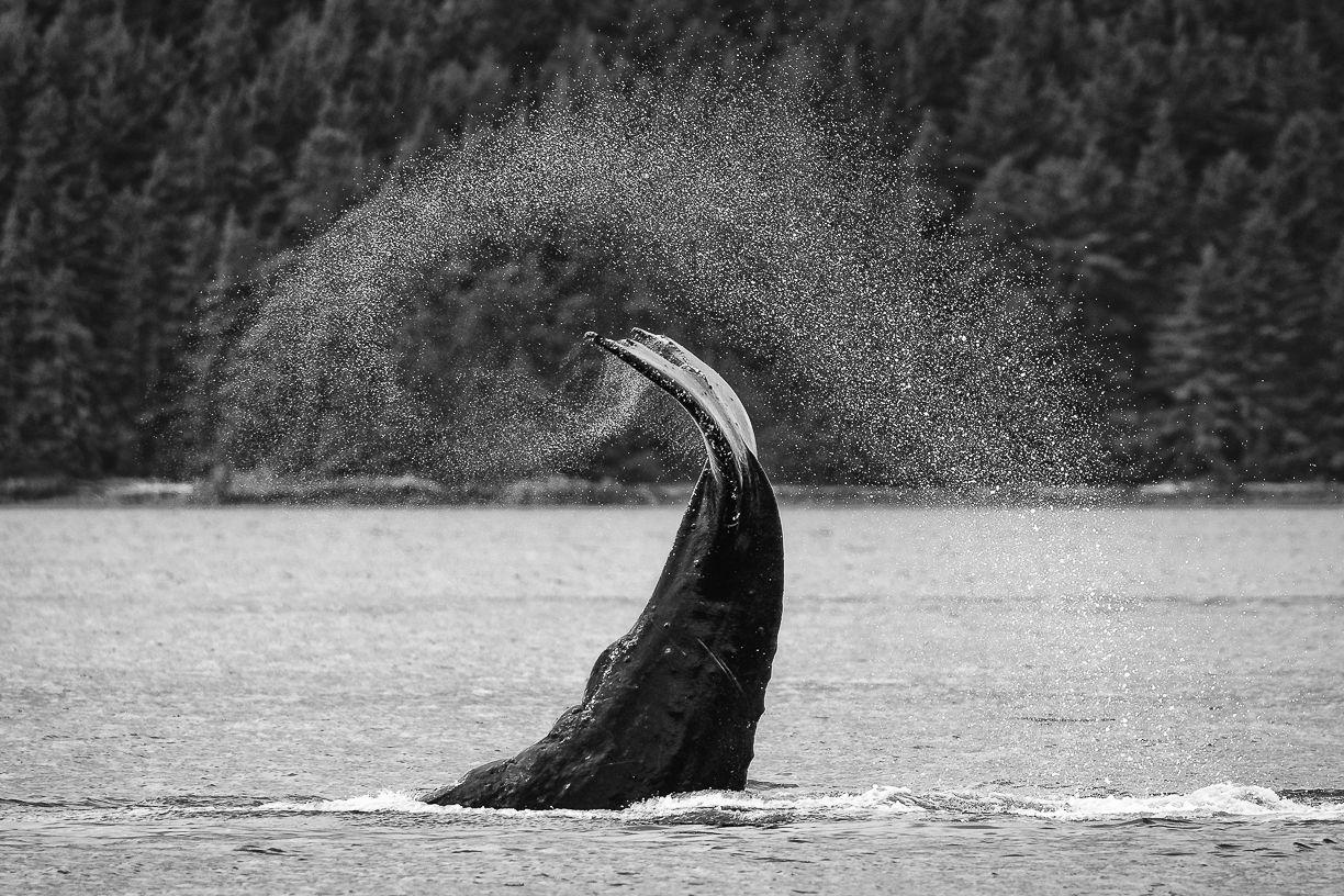Whale's Tails by Judy Haran