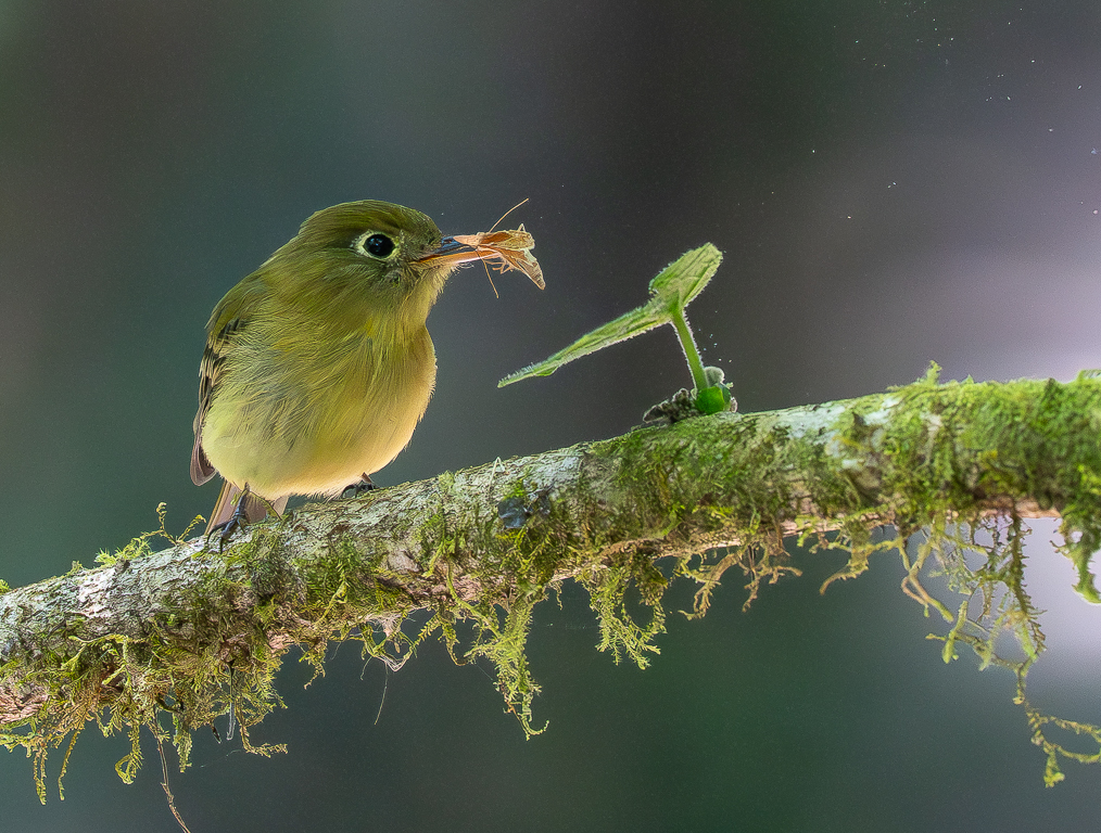 Tasty Moth for Yellowish Flycatcher by Gwen Callas-Miller