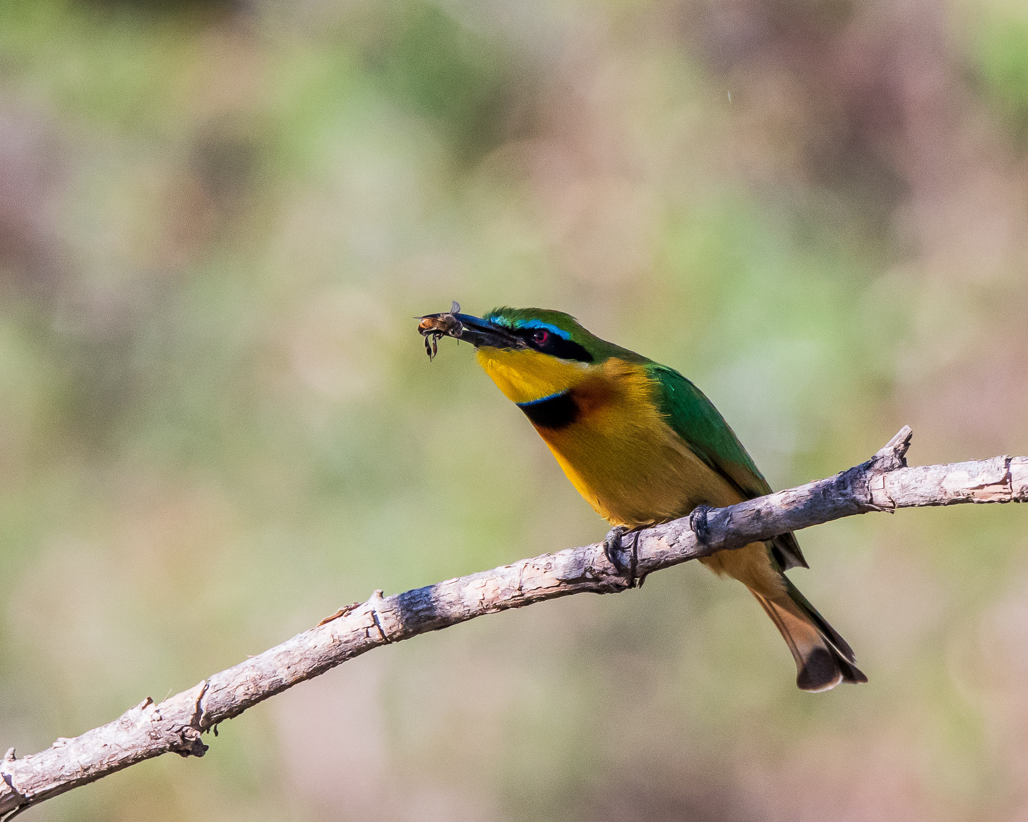 Bee Eater and "Friend"  by Sherry Icardi