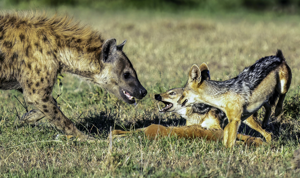 Power Play Jackals vs. Hyenas by Gwen Callas-Miller