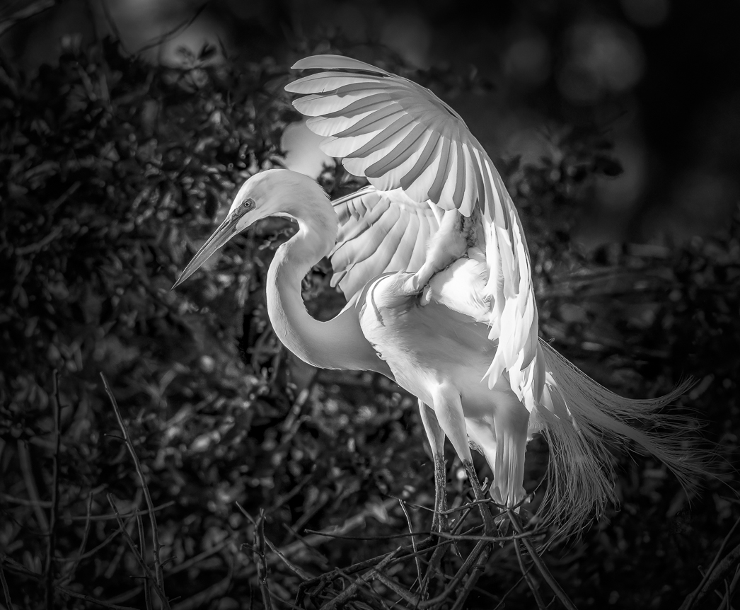 Egret in Breeding Plumage